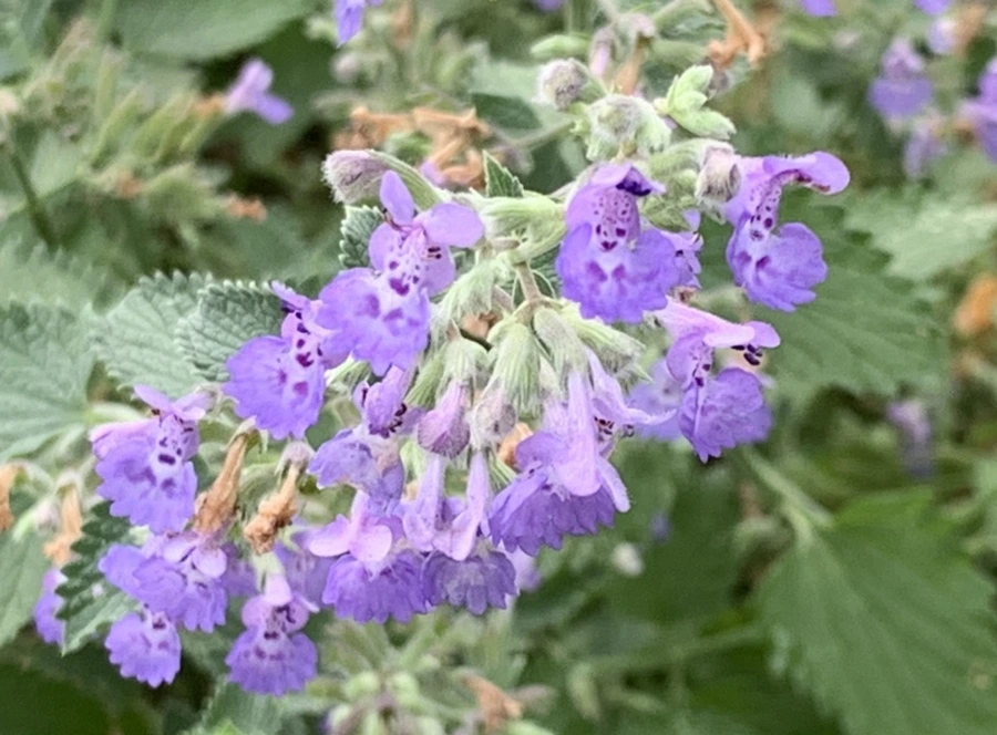 IMG_8974.jpg?type=w966