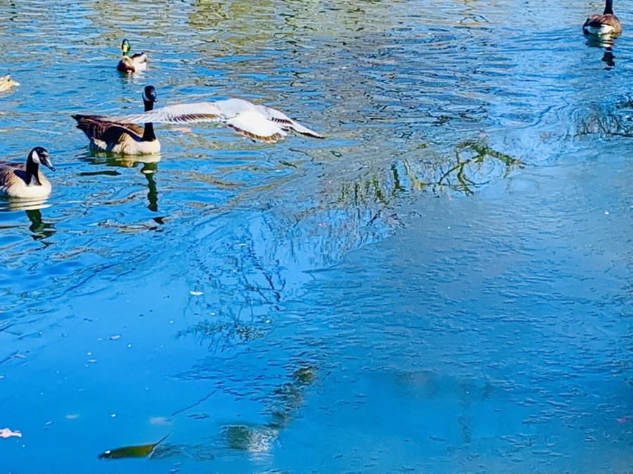 IMG_8273.jpg?type=w966