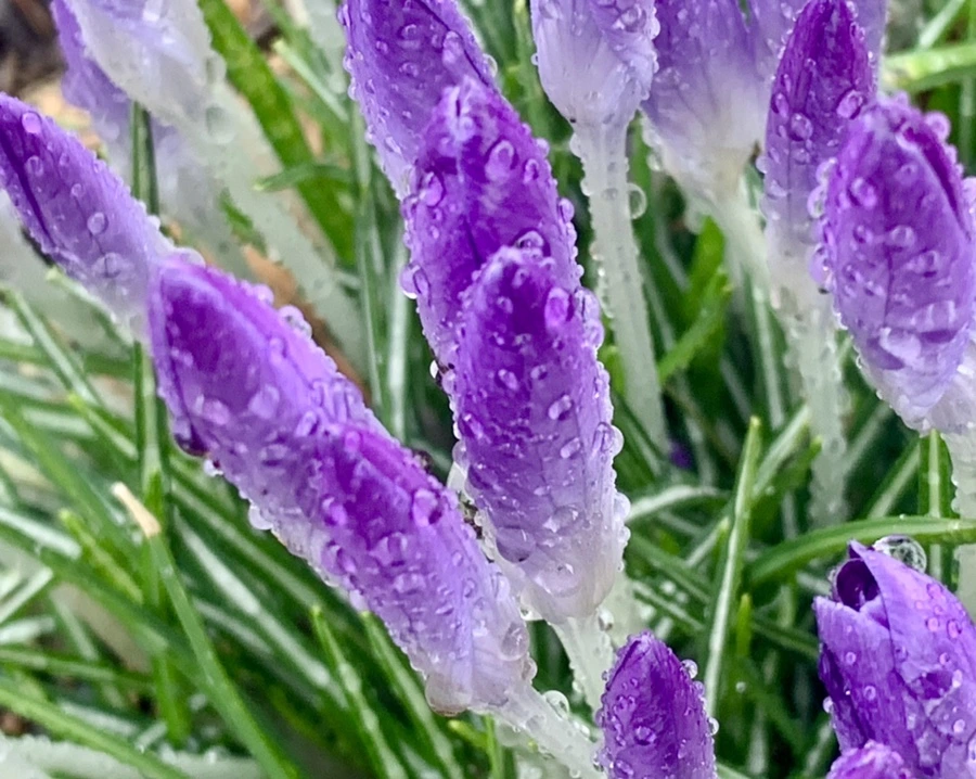 IMG_2161.jpg?type=w966