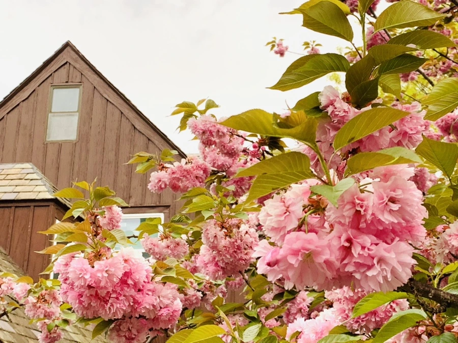 IMG_7156.jpg?type=w966