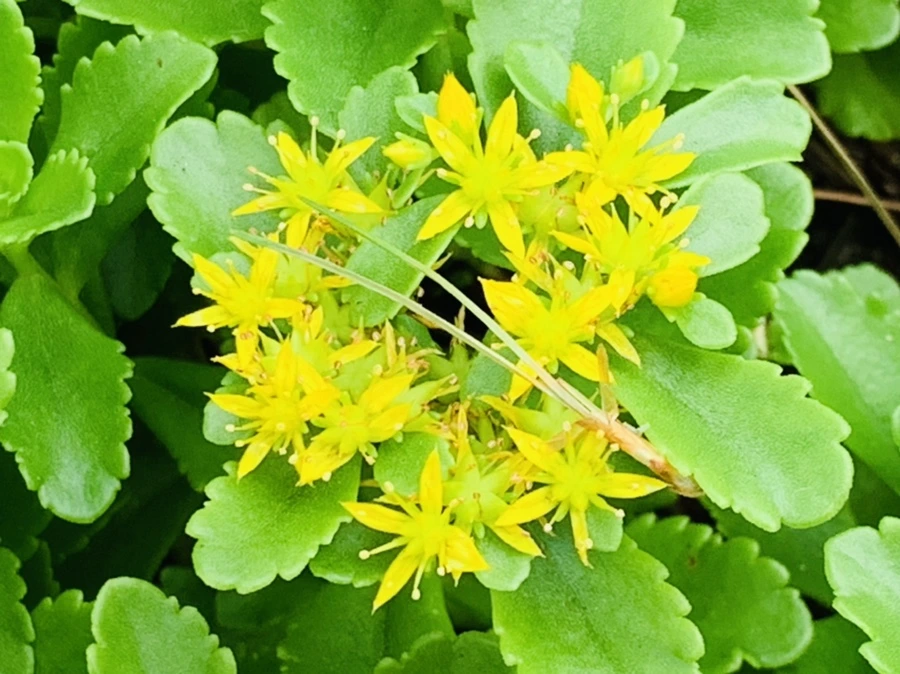 IMG_7222.jpg?type=w966