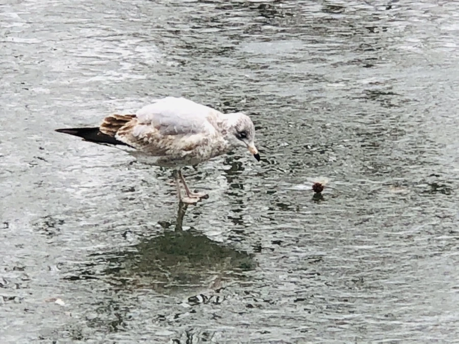 IMG_3123.jpg?type=w966