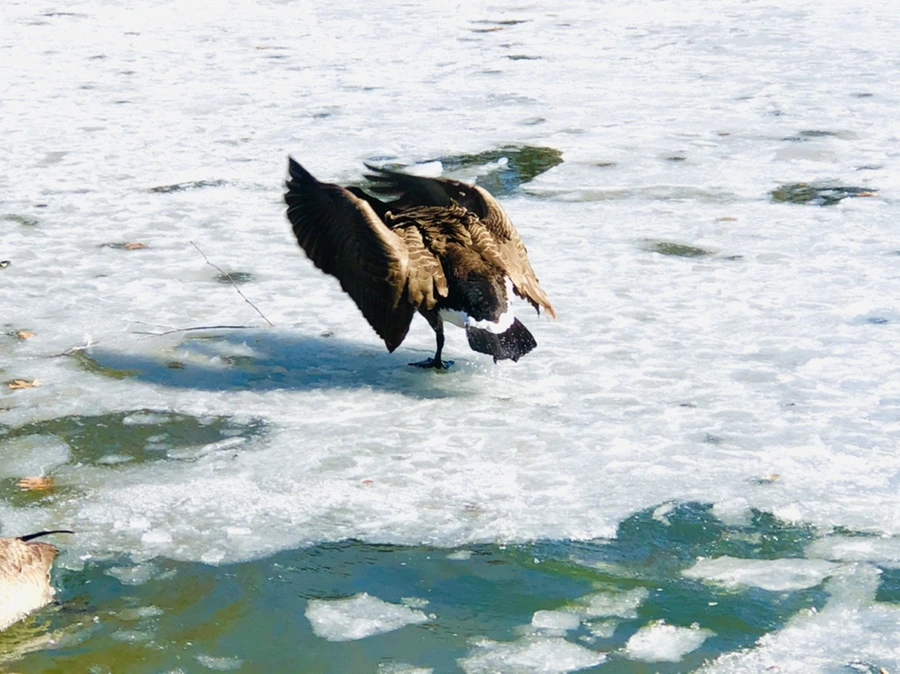 IMG_5118.jpg?type=w966