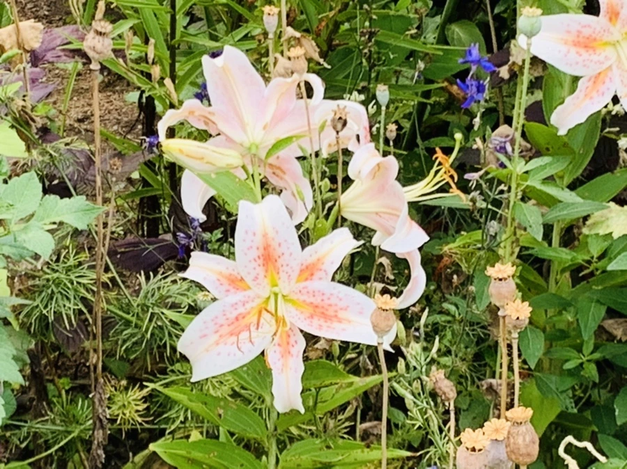 IMG_9417.jpg?type=w966