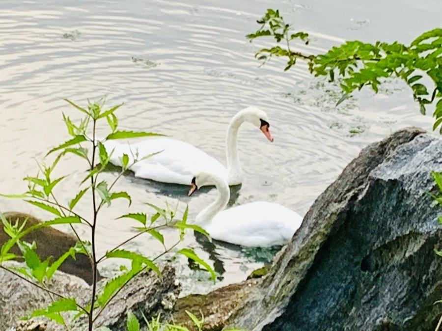 IMG_6354.jpg?type=w966