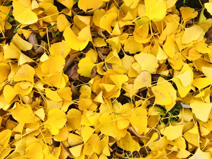 IMG_4638.jpg?type=w966