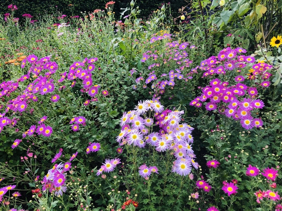 IMG_1987.jpg?type=w966