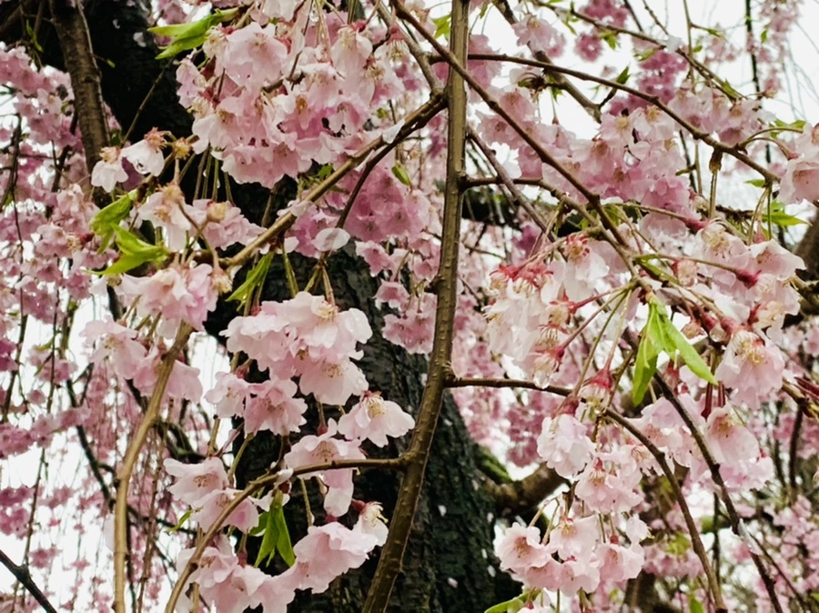 IMG_2326.jpg?type=w966