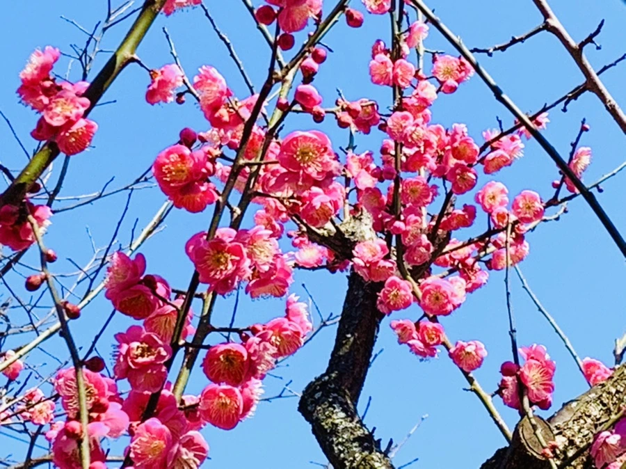 IMG_3020.jpg?type=w966