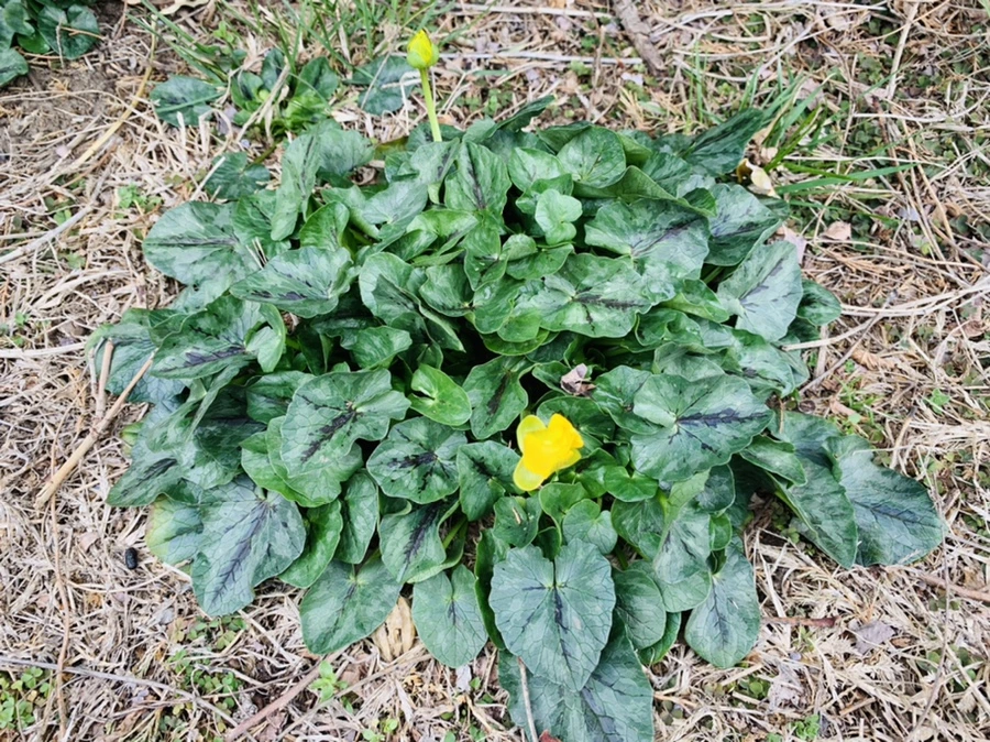 IMG_3493.jpg?type=w966