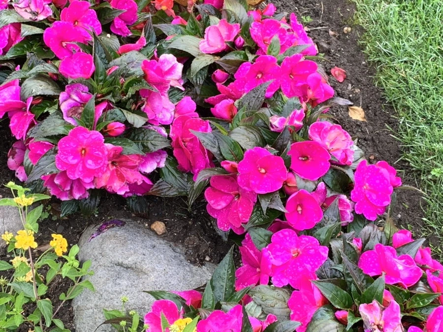 IMG_5987.jpg?type=w966