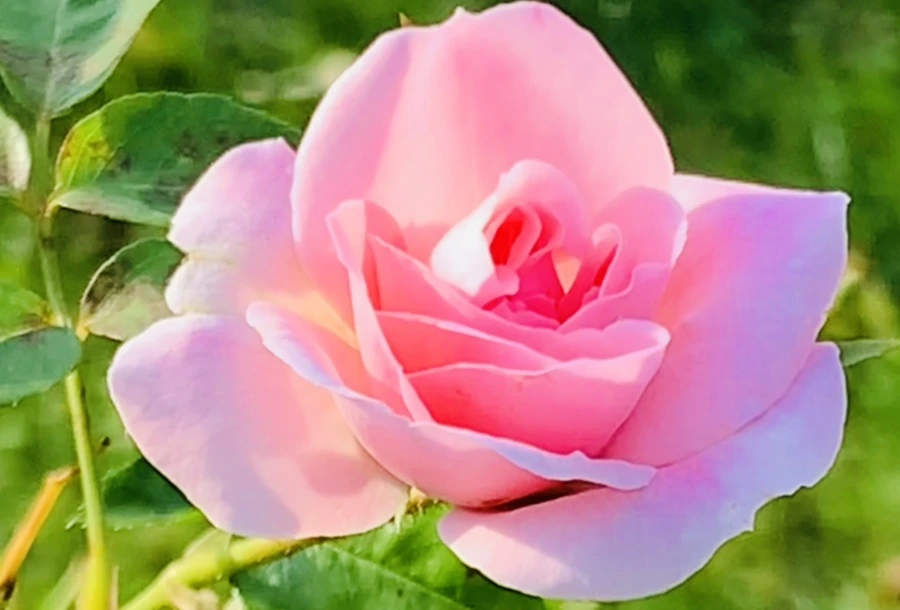 IMG_1223.jpg?type=w966