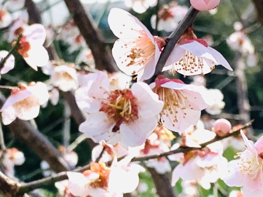 IMG_4220.jpg?type=w966