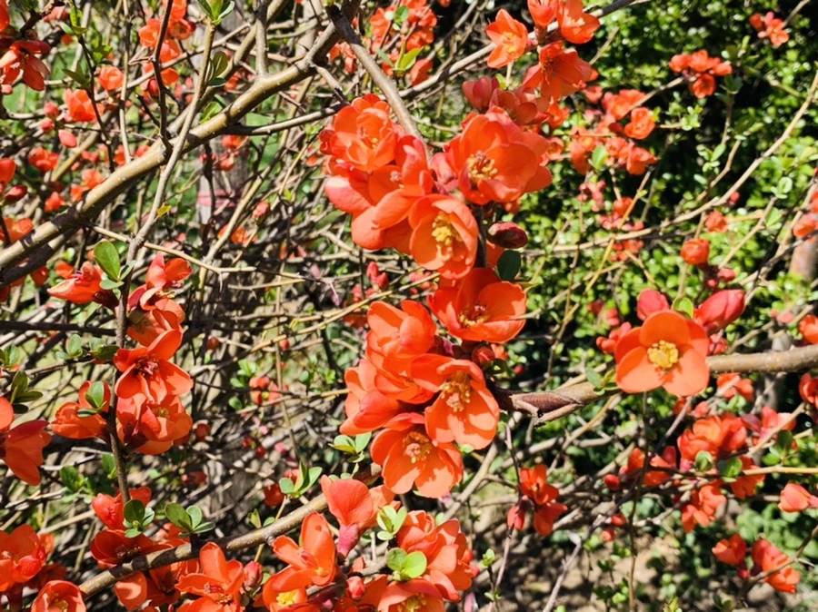 IMG_8557.jpg?type=w966