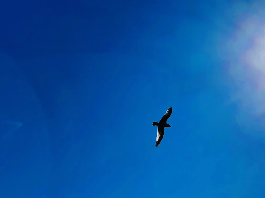 IMG_5412.jpg?type=w966