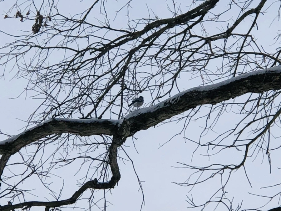 IMG_9475.jpg?type=w966