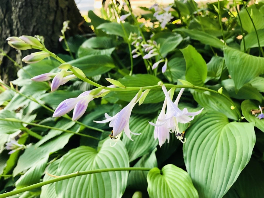 IMG_1855.jpg?type=w966