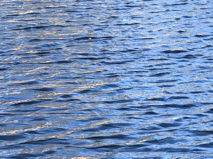 IMG_3847.jpg?type=w966