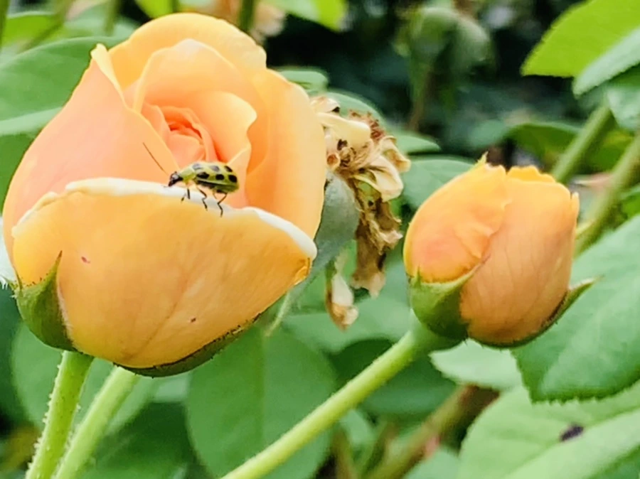 IMG_4980.jpg?type=w966