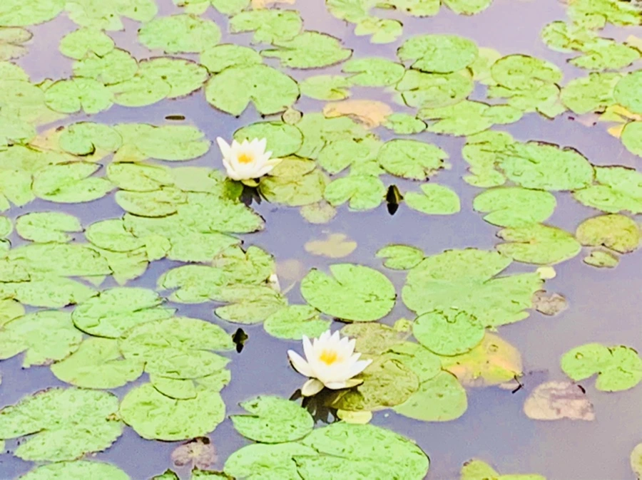 IMG_7694.jpg?type=w966