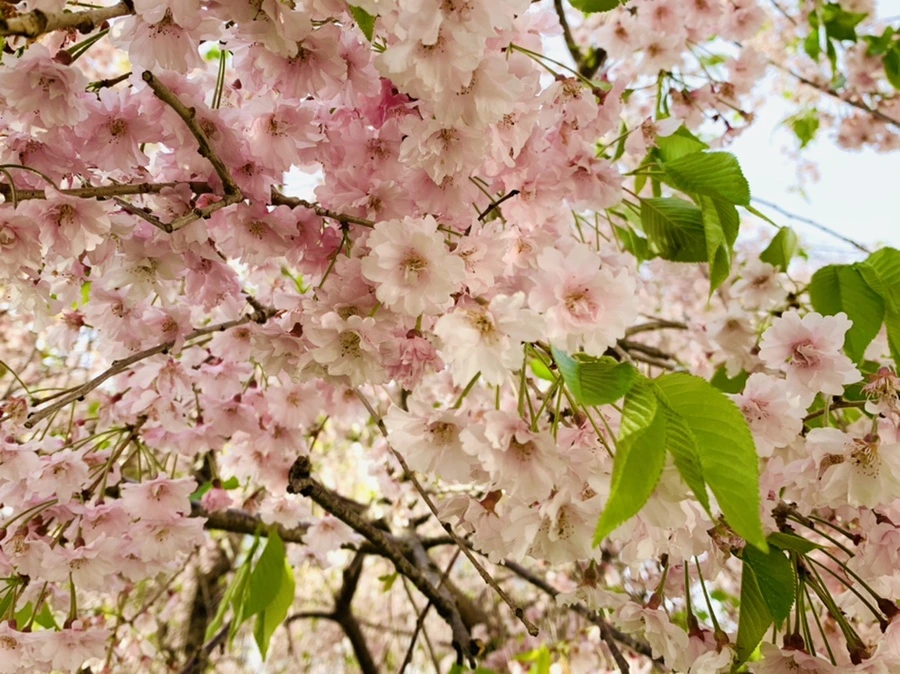 IMG_6693.jpg?type=w966