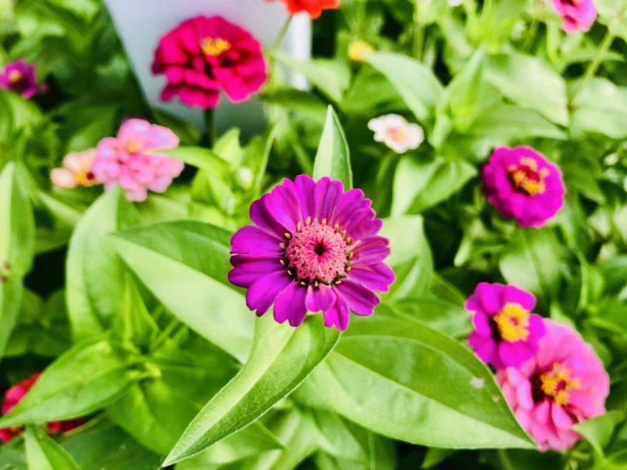 IMG_1805.jpg?type=w966