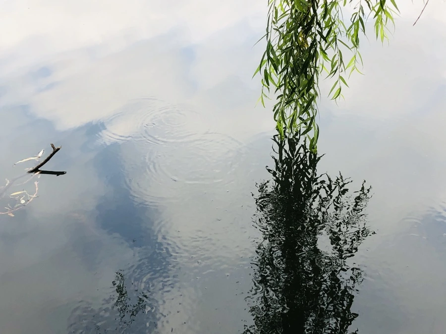 IMG_3075.jpg?type=w966