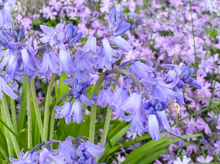 IMG_7726.jpg?type=w966