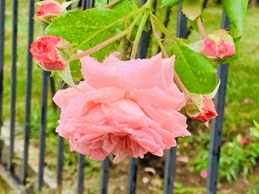 IMG_3623.jpg?type=w966