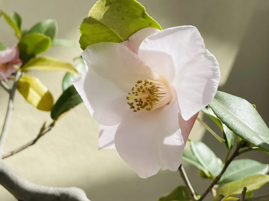 IMG_5210.jpg?type=w966