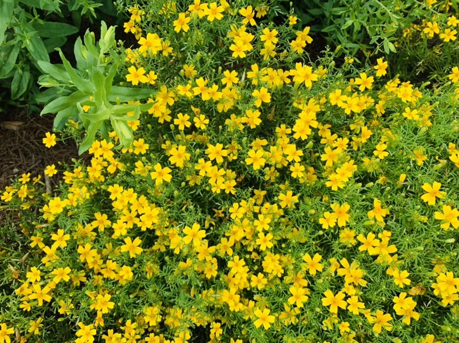 IMG_9462.jpg?type=w966