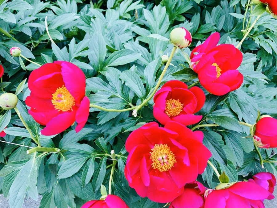 IMG_7920.jpg?type=w966