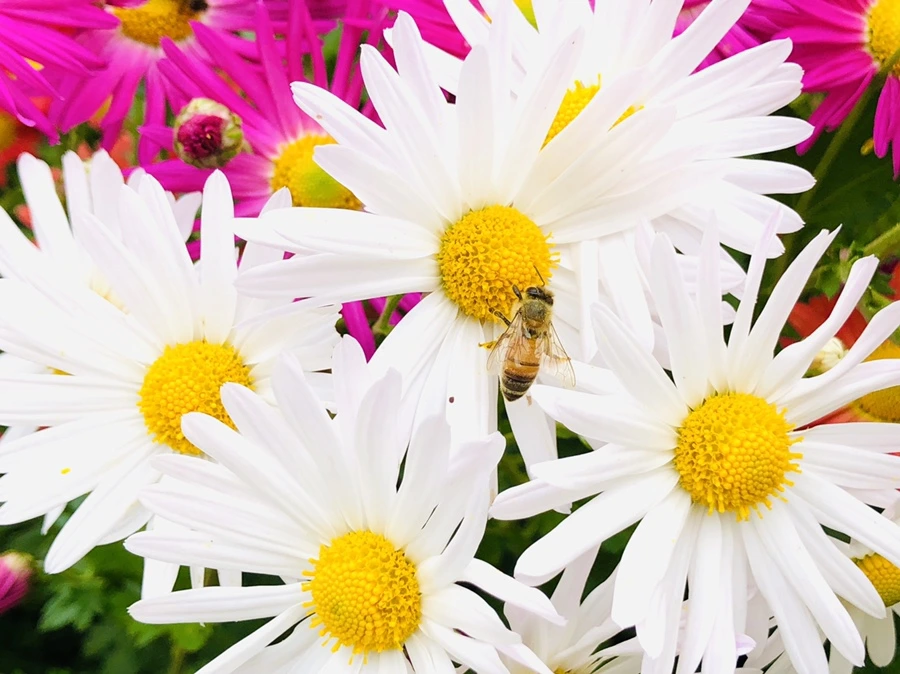 IMG_2598.jpg?type=w966