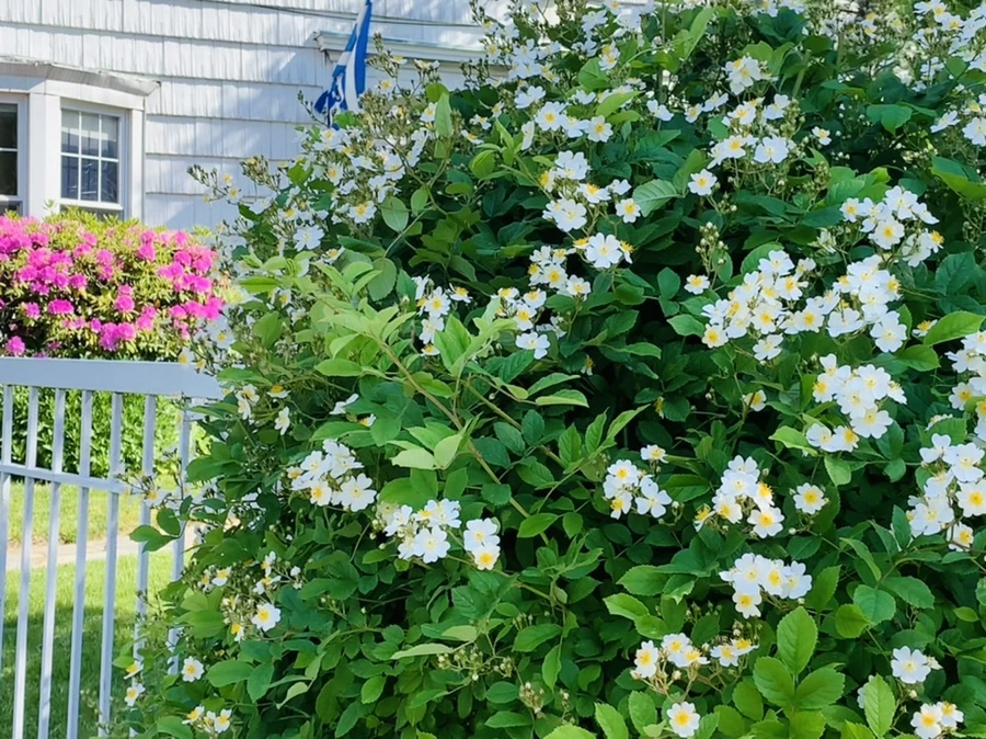 IMG_4668.jpg?type=w966