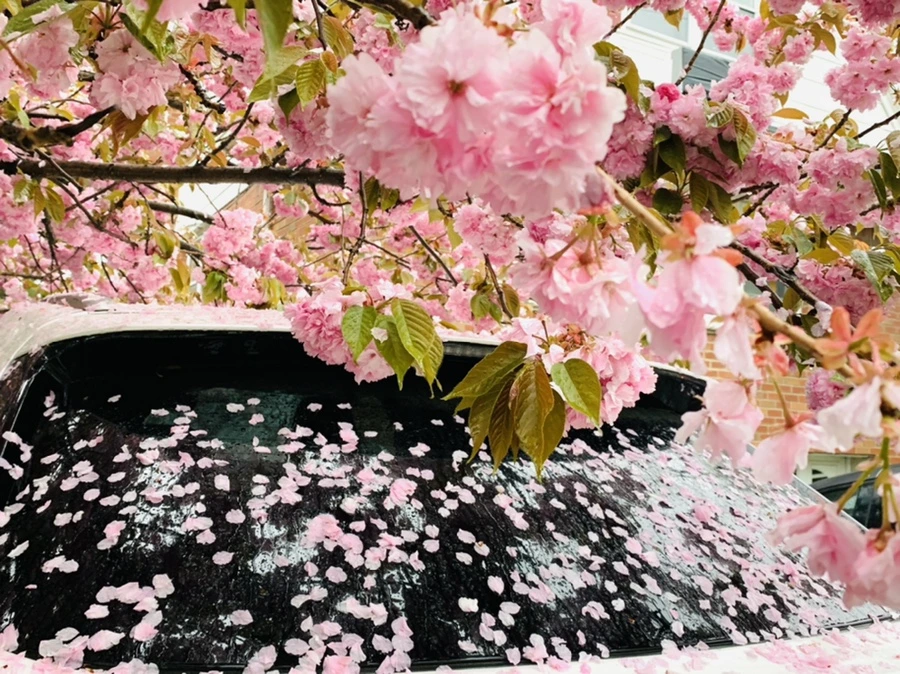 IMG_5241.jpg?type=w966