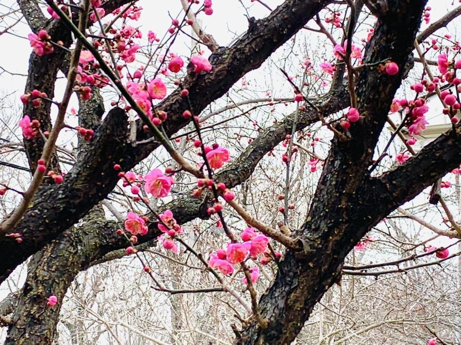 IMG_1601.jpg?type=w966