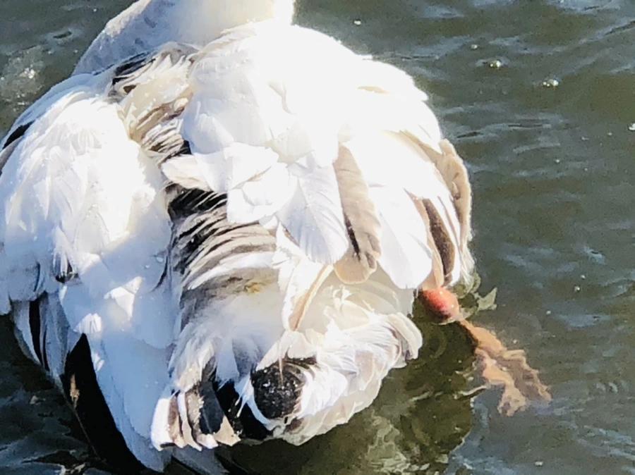 IMG_5237.jpg?type=w966