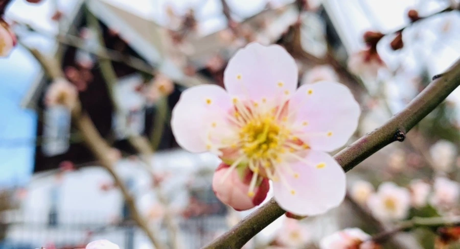 IMG_0508.jpg?type=w966