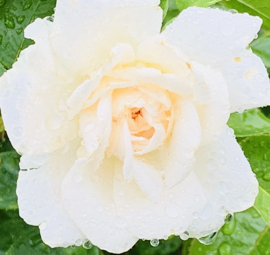 IMG_9570.jpg?type=w966