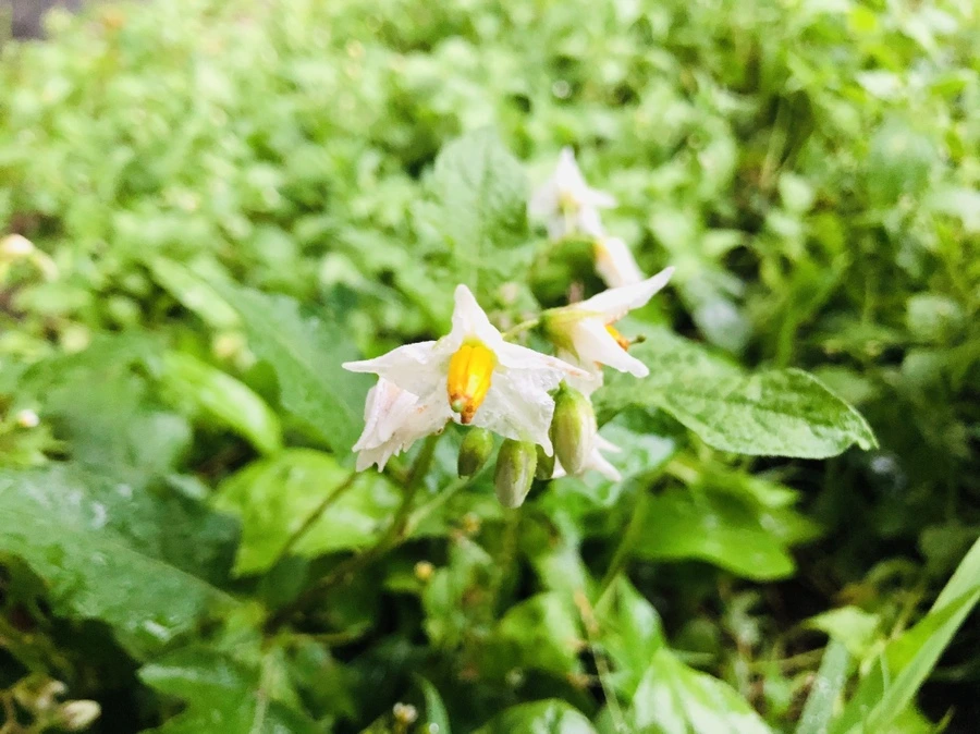 IMG_5100.jpg?type=w966