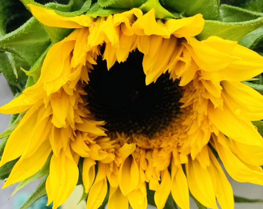 IMG_0272.jpg?type=w966