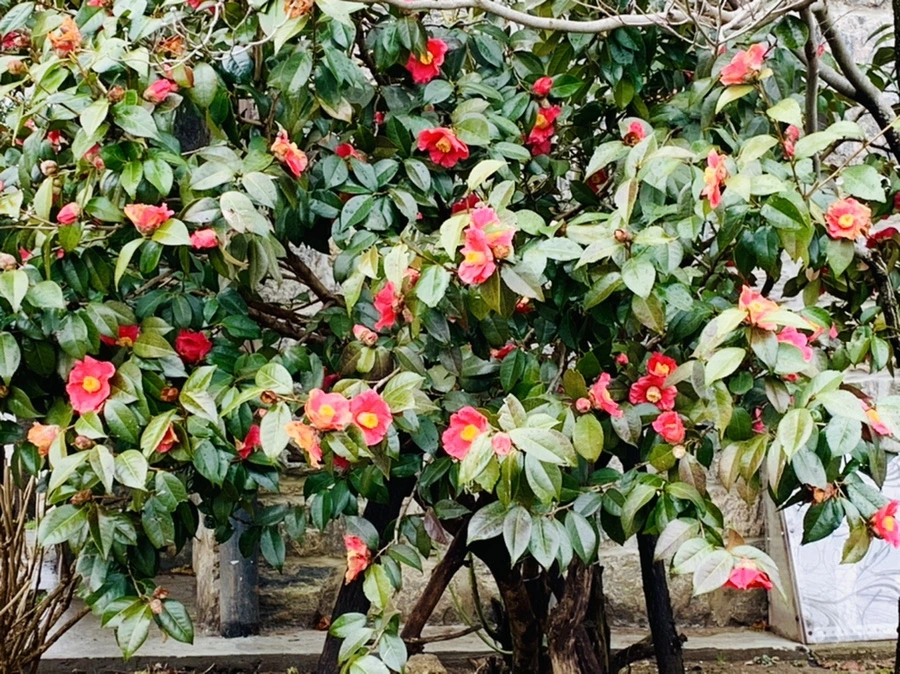 IMG_3779.jpg?type=w966