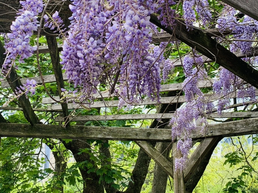 IMG_8776.jpg?type=w966