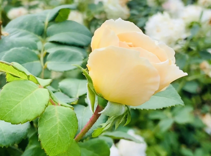 IMG_4988.jpg?type=w966