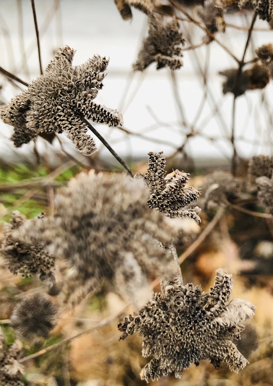 IMG_9348.jpg?type=w966