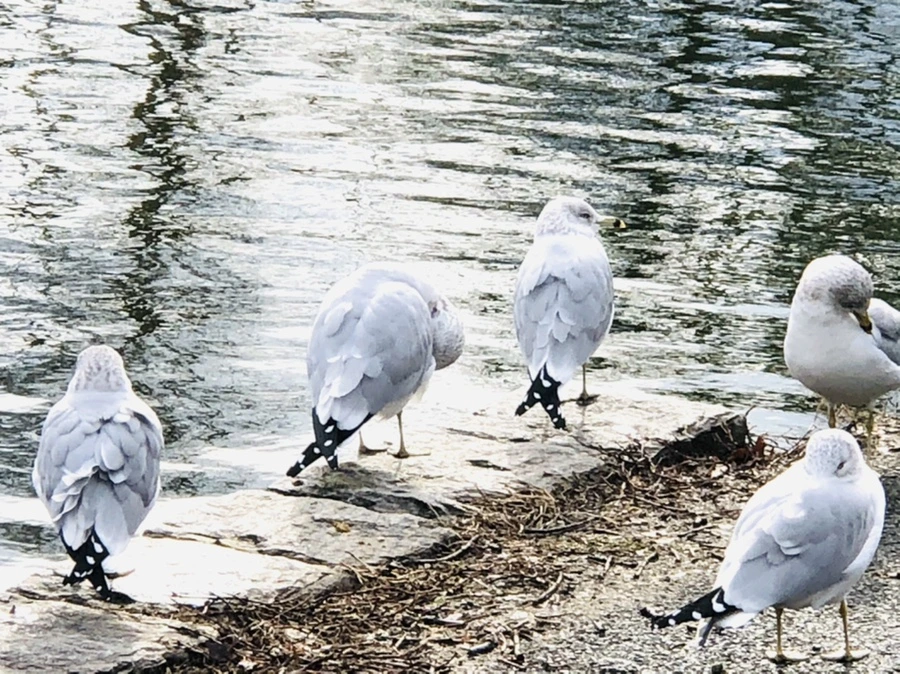 IMG_8729.jpg?type=w966