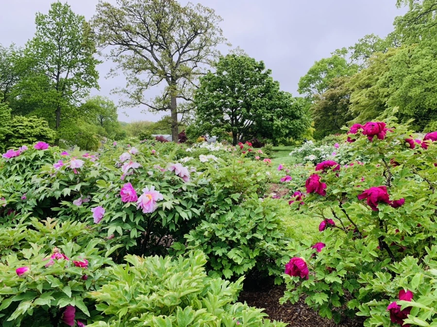 IMG_9964.jpg?type=w966