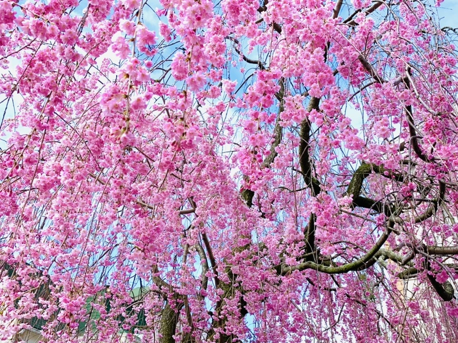 IMG_1524.jpg?type=w966