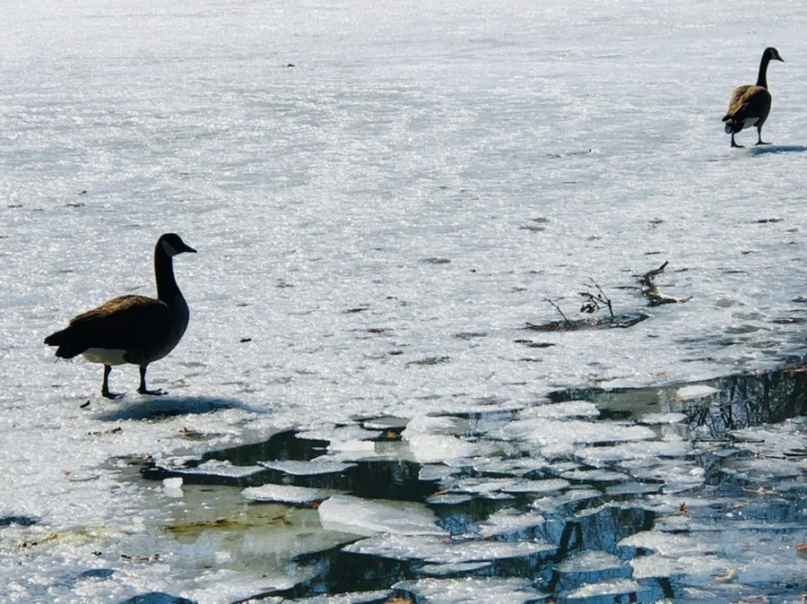 IMG_5084.jpg?type=w966