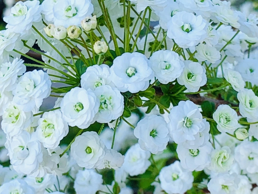 IMG_3299.jpg?type=w966